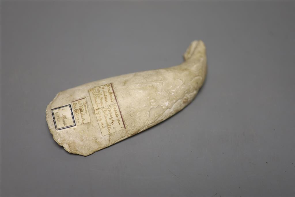 Caribbean anthropology - a Queen Conch shell hand tool, from the columella (inner spiral section) of Queen Conch (Strombus gigas), coll